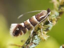 Attēlu rezultāti vaicājumam “Phyllonorycter sp.”