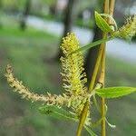 Attēlu rezultāti vaicājumam “Salix triandra male flower”