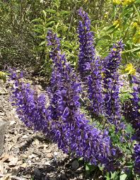 Image result for Salvia pratensis