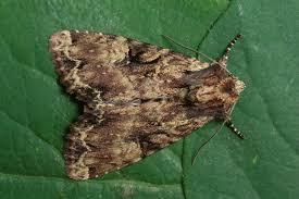 Attēlu rezultāti vaicājumam “Apamea epomidion”