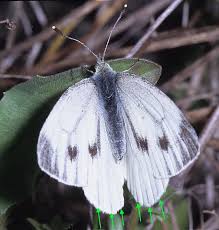Attēlu rezultāti vaicājumam “Pieris napi”