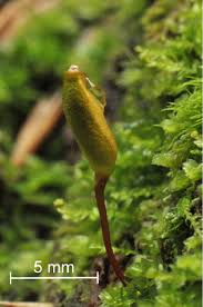 Attēlu rezultāti vaicājumam “Buxbaumia viridis”