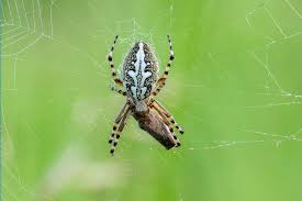 Attēlu rezultāti vaicājumam “Aculepeira ceropegia”