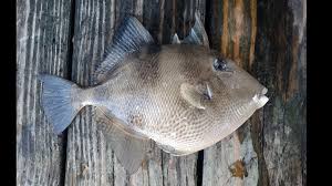 Image result for Balistes capriscus