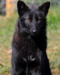 Image result for Warwick Wolves