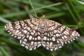 Attēlu rezultāti vaicājumam “Chiasmia clathrata”