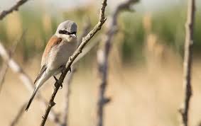 Attēlu rezultāti vaicājumam “Lanius collurio”