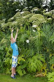 Attēlu rezultāti vaicājumam “Heracleum sosnowskyi fruit”