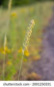 Attēlu rezultāti vaicājumam “Elytrigia repens flower”