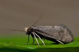 Attēlu rezultāti vaicājumam “Taleporia tubulosa”