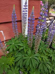 Attēlu rezultāti vaicājumam “Lupinus polyphyllus leaf”