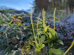 Attēlu rezultāti vaicājumam “Malaxis monophyllos flower”