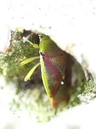 Attēlu rezultāti vaicājumam “Elasmostethus interstinctus nymph”