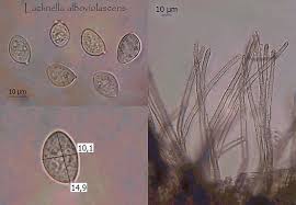 Attēlu rezultāti vaicājumam “Lachnella alboviolascens”