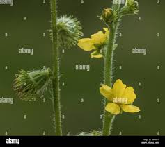 Attēlu rezultāti vaicājumam “Agrimonia eupatoria fruit”