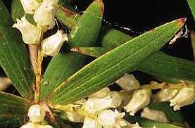 Attēlu rezultāti vaicājumam “Ericaceae”