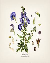 Image result for Aconitum napellus