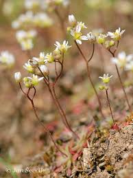 Attēlu rezultāti vaicājumam “Erophila verna”