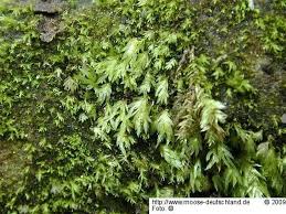 Attēlu rezultāti vaicājumam “Fissidens gracilifolius”