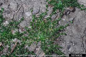 Attēlu rezultāti vaicājumam “Sagina procumbens fruit”