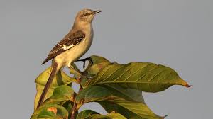 Image result for Mimus polyglottos