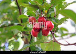 Attēlu rezultāti vaicājumam “Malus prunifolia fruit”