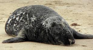 Attēlu rezultāti vaicājumam “Halichoerus grypus”