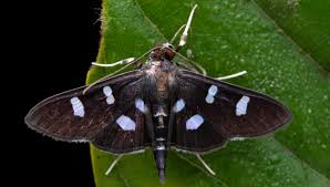 Attēlu rezultāti vaicājumam “Crambidae”