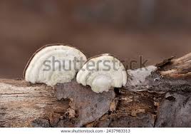 Attēlu rezultāti vaicājumam “Trametes hirsuta”