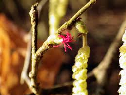 Attēlu rezultāti vaicājumam “Corylus avellana male flower”
