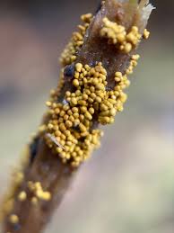 Attēlu rezultāti vaicājumam “Oligonema flavidum”