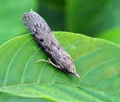 Attēlu rezultāti vaicājumam “Aphomia sociella female”