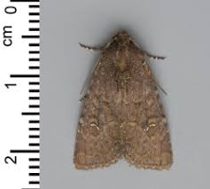 Attēlu rezultāti vaicājumam “Celaena leucostigma”