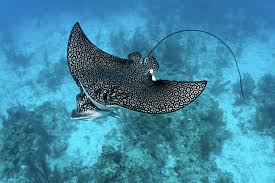 Image result for Aetobatus narinari