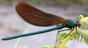 Attēlu rezultāti vaicājumam “Calopteryx virgo female”