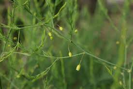 Attēlu rezultāti vaicājumam “Asparagus officinalis”