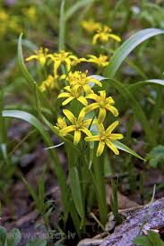 Attēlu rezultāti vaicājumam “Gagea lutea”