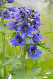 Attēlu rezultāti vaicājumam “Delphinium elatum”