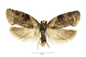 Attēlu rezultāti vaicājumam “Capua vulgana”