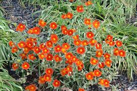 Attēlu rezultāti vaicājumam “Helianthemum nummularium”