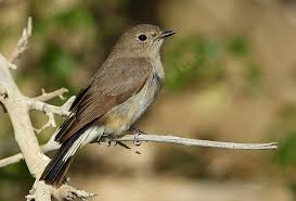 Image result for Ficedula albicilla