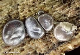 Attēlu rezultāti vaicājumam “Dianema depressum macro”