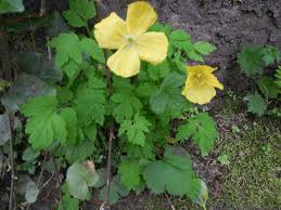 Image result for Meconopsis cambrica