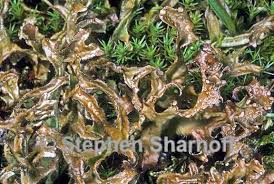 Attēlu rezultāti vaicājumam “Cetraria islandica”