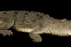 Image result for Crocodylus acutus