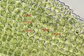 Attēlu rezultāti vaicājumam “Gyroweisia tenuis”