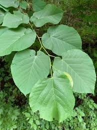 Attēlu rezultāti vaicājumam “Tilia x moltkei leaf”