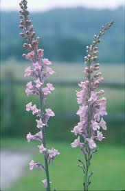 Image result for Linaria purpurea