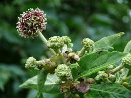 Attēlu rezultāti vaicājumam “Eleutherococcus sessiliflorus”