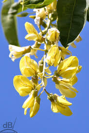 Attēlu rezultāti vaicājumam “Laburnum anagyroides flower”